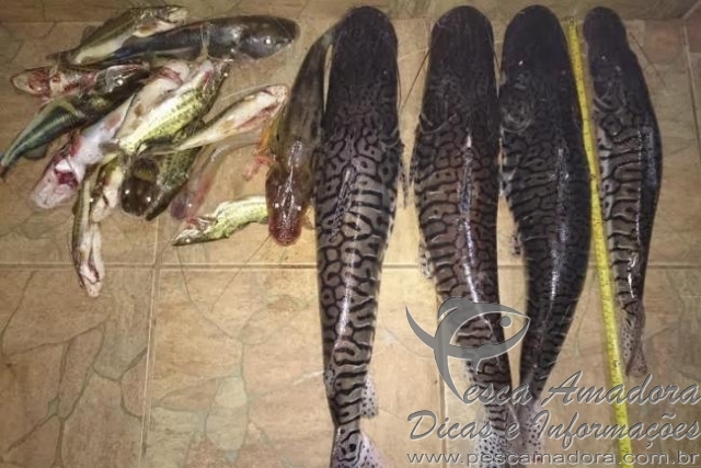 PMA prende homem por pesca predatória no rio Aquidauana-MS