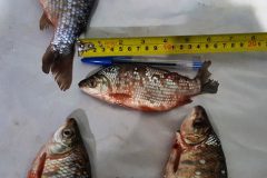 PMA prende homem por transporte de pescado ilegal no MS 2