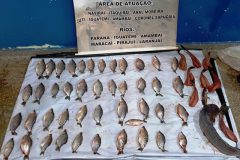 PMA prende homem por transporte de pescado ilegal no MS