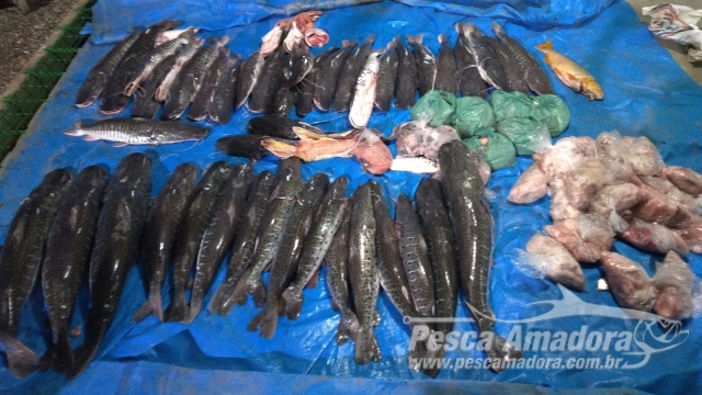 PMA prende infrator com 378 kg de pescado e carne de jacaré em Rondonópolis (MT)
