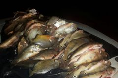 PMA prende infrator e apreende cerca de 20 kg de pescado ilegal em Goias 2