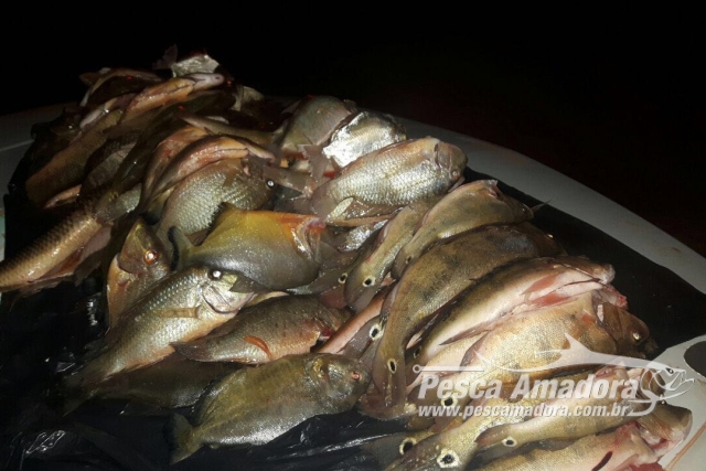 PMA prende infrator e apreende cerca de 20 kg de pescado ilegal em Goiás