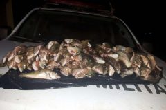 PMA prende infrator e apreende cerca de 20 kg de pescado ilegal em Goias