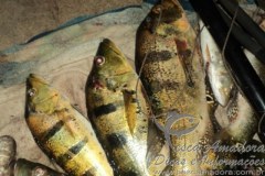 PMA prende infrator por pesca ilegal no Rio Parana em MS