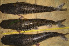 PMA prende infrator por pescar durante a piracema no rio Aquidauana no MS