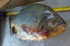 pma-prende-infrator-transportando-pescado-ilegal-em-ms-2