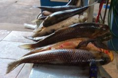 pma-prende-infrator-transportando-pescado-ilegal-em-ms