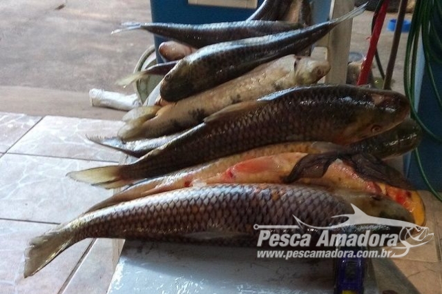 PMA prende infrator transportando pescado ilegal em MS