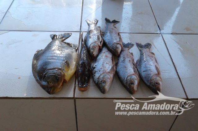 PMA prende infratores, apreende 40 kg de pescado e aplica multa de R$ 2,2 mil em MS