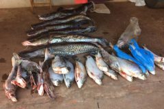 pma-prende-pescador-amador-com-130-kg-de-pescado-ilegal-no-parana-2