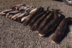 pma-prende-pescador-amador-com-130-kg-de-pescado-ilegal-no-parana