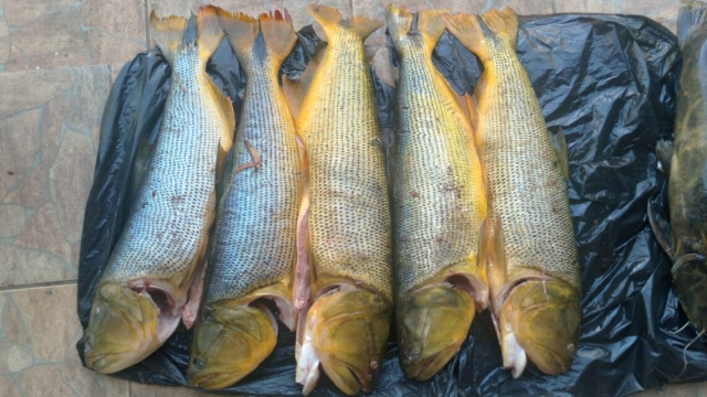 PMA prende pescador amador por pescar dourado, espécie protegida em Anastácio (MS)