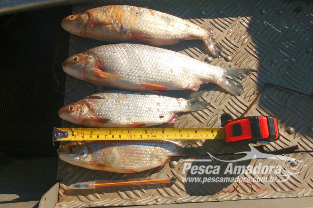 PMA prende pescador profissional por pesca predatória no rio Ivinhema (MS)