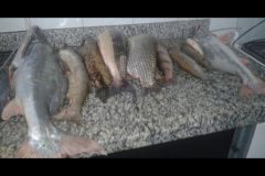 pma-prende-pescadores-profissionais-com-pescado-ilegal-no-rio-ivinhema-ms