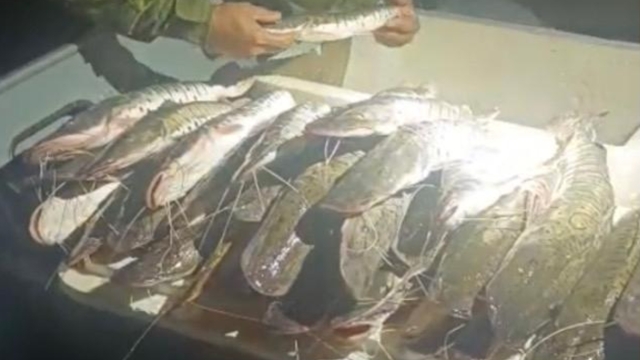 PMA prende quatro infratores por pesca ilegal no Rio Araguaia em Luiz Alves (GO)