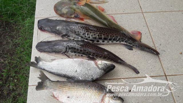 PMA prende seis infratores por pesca predatória e apreende petrechos e pescado ilegais no MS