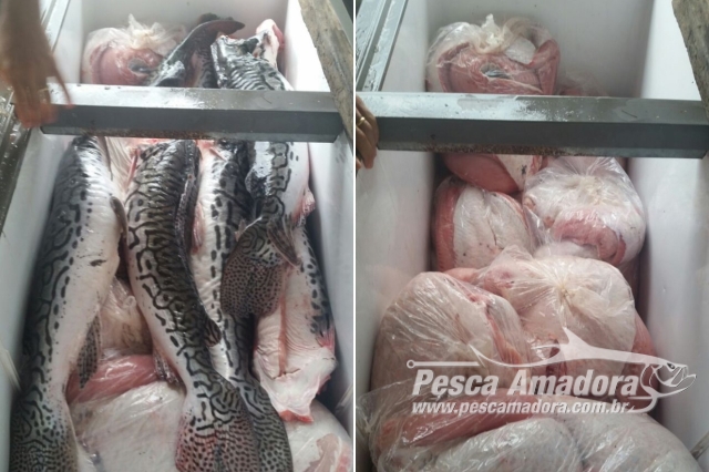 PMA prende três pessoas por transporte de 380 kg de pescado ilegal em Jaci-Paraná-RO