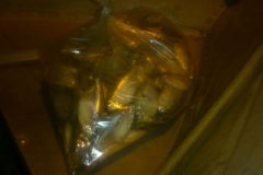 PMA prende tres por caca e pesca ilegal no Rio Mogi Guacu-SP