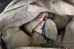 PMA prende tres por pesca predatoria em Claudio-MG