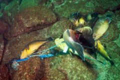 pma-procura-responsaveis-por-pesca-ilegal-na-laje-de-santos