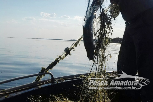 PMA recolhe 500 metros de redes de pesca no Rio Paraná em Panorama (SP)