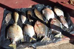 PMA reforca a fiscalizacao de pesca nos rios do estado de Goias 4