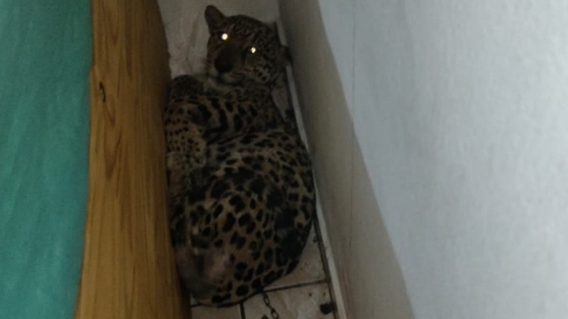 PMA resgata serpentes e outros animais silvestres de cativeiro no município de Peruíbe (SP)