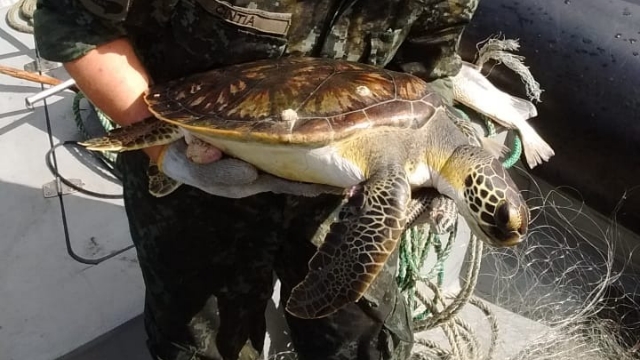 PMA resgata tartarugas marinhas de redes de pesca em São Sebastião (SP)