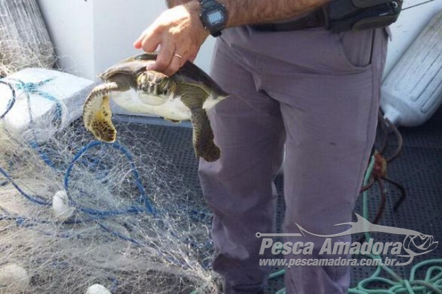 PMA resgata tartarugas presas em redes ilegais em Baraqueçaba, litoral Norte de SP