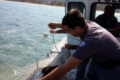 PMA resgata tartarugas presas em redes ilegais em Baraquecaba litoral Norte de SP