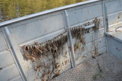 PMA retira 150 metros de espinheis e 317 anzois de galho no Rio Miranda e afluentes no MS 3