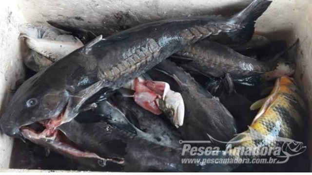 PMR apreende arbaletes e pescado ilegal durante fiscalização em Itaberaí (GO)