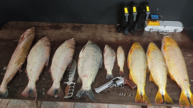 PMR prende infrator com pescado ilegal e arma de fogo em Nova Andradina (MS)