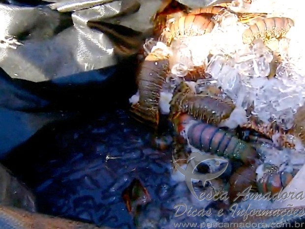 PRF apreende 165 quilos de lagosta em São José de Mipibu-RN