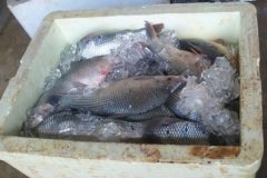 prf-apreende-50-kg-de-pescado-ilegal-em-abadia-de-goias-go