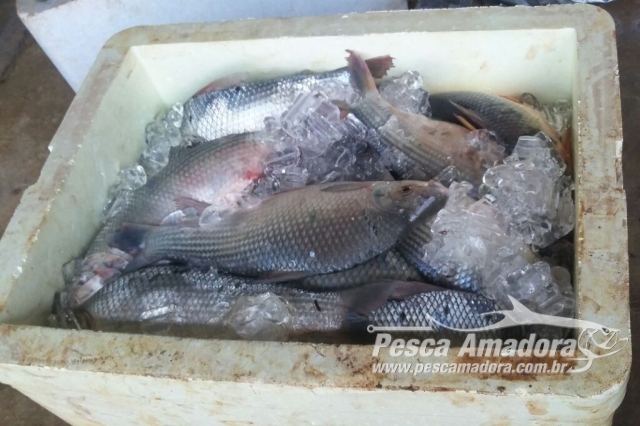 PRF apreende 50 kg de pescado ilegal em Abadia de Goiás – GO