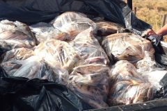 prf-apreende-530-kg-de-pescado-transportados-de-forma-irregular-em-goias