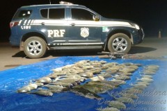 PRF apreende pescado ilegal em Mato Grosso