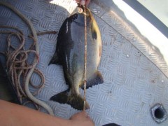 Pacu apreendido em fiscalizacao no Pantanal