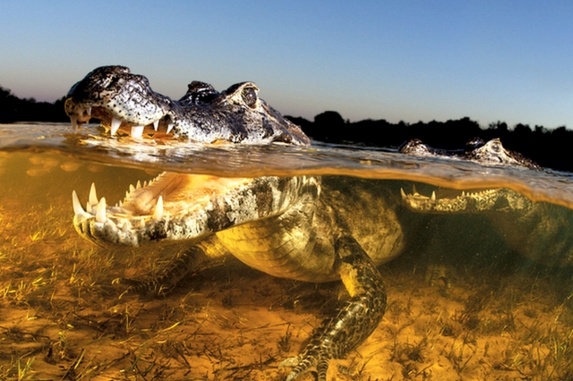 Governadores de MT e MS se unem para salvar Pantanal