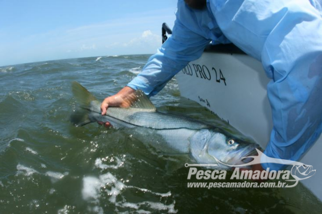 Paradise Coast na Flórida conta com habitat marinho em expansão e ideal para a pesca esportiva