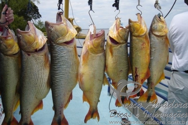 Paraguaios acusam Brasileiros de pesca predatória em Ayolas-PY