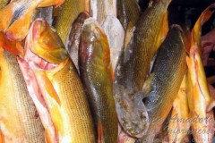 Paraguaios acusam Brasileiros de pesca predatoria em Ayolas-PY