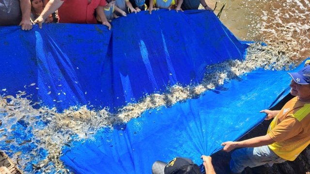 Paraná atinge meta de repovoar as bacias hidrográficas com 2,615 milhões de peixes nativos