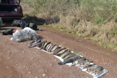 Patram apreende pescado e rede de pesca em Alegrete-RS