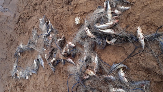 Patram recolhe redes e pescado em decomposição em local proibido em Rio Pardo (RS)