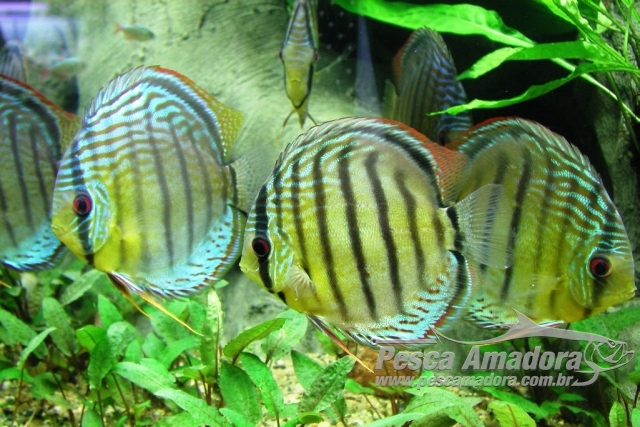 População pede maior fiscalização para preservar os peixes ornamentais em Barcelos-AM