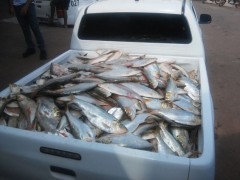 Peixe apreendido em Monte Alegre