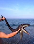 Peixe cavalo fisgado nos Estados Unidos