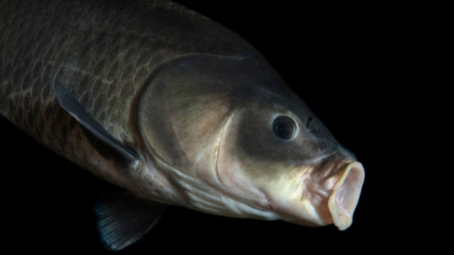 Peixe da América do Norte com 112 anos quebra recorde de longevidade